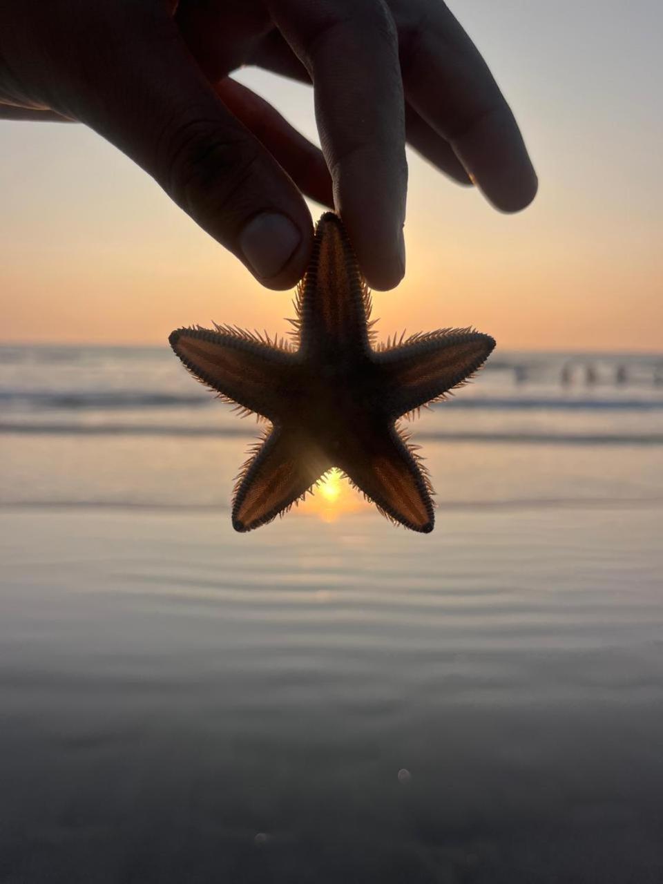 Hakuna Matata - Budget Stay At Arambol Beach, Goa Exteriér fotografie