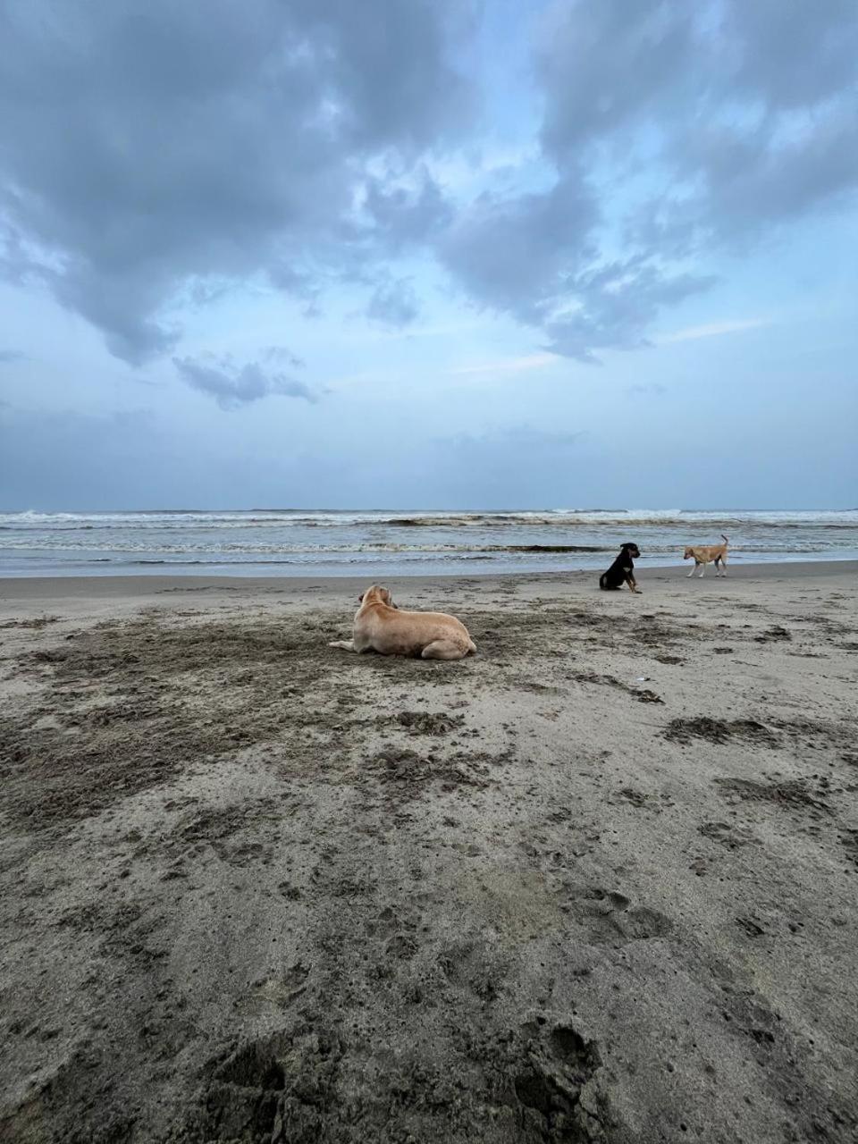 Hakuna Matata - Budget Stay At Arambol Beach, Goa Exteriér fotografie